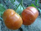 GIANT RED