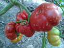 COSTOLUTO FIORENTINO