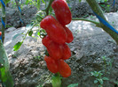 SAN MARZANO