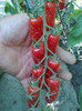 SAN MARZANO
