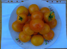 GOLDENE KONIGIN