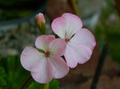 091