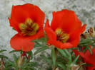 099
