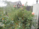 Rose Artistry (2012, September 18)