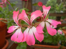Ivy geranium Bicolor (2012, Sep.18)