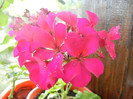 Cyclamen Lia Geranium (2012, Sep.12)