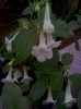 A.Dulcis