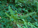 DSCN9878