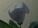 Gloxinia Jolly Rain