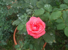 flori 2012 1198