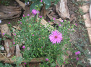 flori 2012 1187