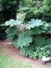 Aralia papyrifera