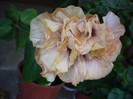 P1180442