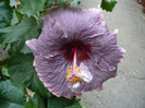 P1180444
