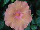 P1180446