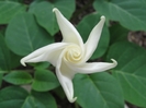 moonflower_full