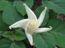 moonflower_full