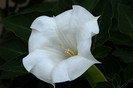 moonflower_full_bloom