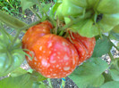 GIANT DELICIOUS