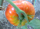 GIANT DELICIOUS