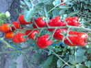 SAN MARZANO