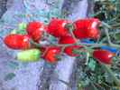 SAN MARZANO