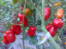 SAN MARZANO