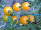 CHERRY YELLOW
