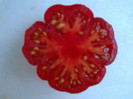 COSTOLUTO FIORENTINO