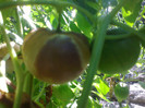 TOMATILLO PURPLE