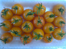 GOLDENE KONIGIN