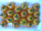 GOLDENE KONIGIN