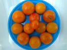 GOLDENE KONIGIN