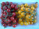 REISENTRAUBE-CHERRY YELLOW