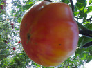 BEEFSTEAK-HAWAIIAN PINEAPLE