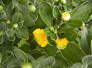 Yellow Chrysanthemum (2012, Sep.16)