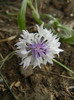 Centaurea cyanus (2012, September 19)