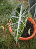 Alocasia amazonica Polly (2012, Sep.19)