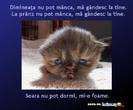 pisica_cu_fata_trista_vinovata_nu_mananca_nu_doarme