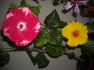 Hibiscus Rebels Rouser   Kim