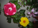 Hibiscus grup