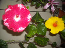 Hibiscus Rebels Rouser   Kim