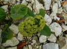 DSCN0126