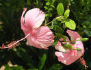 Hibiscus_Dainty_Pink[3]