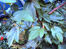 DSC00266