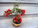 Red Flame