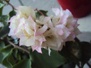 DSC00541
