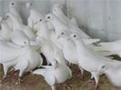 porumbei albi pt nunta in Timisoara si alte localitati