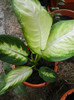 Dieffenbachia maculata (2012, Aug.25)