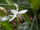 Green Spider Plant (2012, Sep.16)